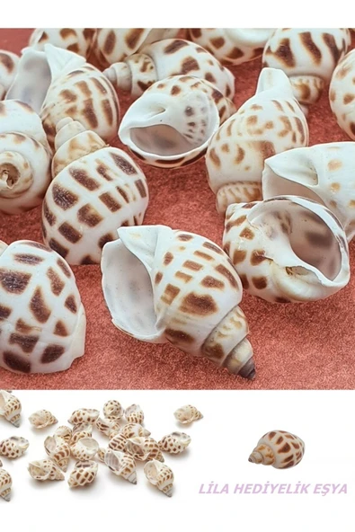 20 Adet Doğal Gerçek Deniz Kabuğu Babylonia Areolata / Akvaryum Süsleme Malzemesi / Hobi / El Işi