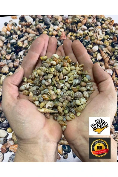 Nassa Shell Gerçek Minik Deniz Kabukları Ort. 250 Adet - Deliksiz ( 0,40 - 1,50 Mm )