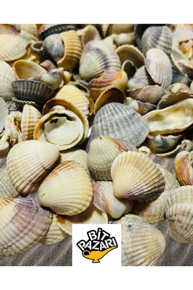Ocean Mystery - Gerçek Deniz Kabukları - 100gr ( Ort 1-4 cm ) -