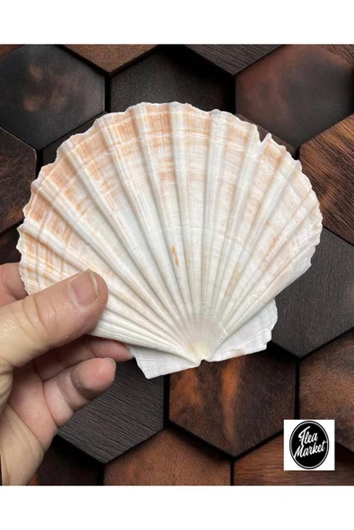 Gerçek Deniz Kabuğu - Beyaz Scallop - 1 Adet