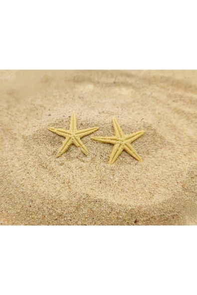 Gerçek Deniz Yıldızı - Akvaryum Teraryum Dekoru - ( 2 Cm 5 Adet )