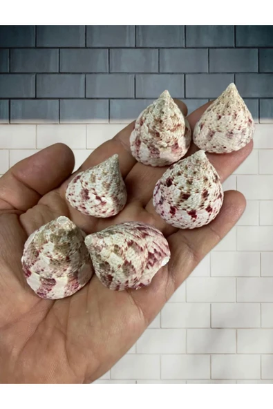 Gerçek Deniz Kabuğu - Rosea Somnium - Deliksiz - ( 10 adet , ort 100 gram )