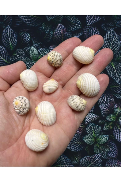 Gerçek Deniz Kabuğu - Voluptas- Deliksiz - ( 60 gram , 0rt . 25-30 adet )