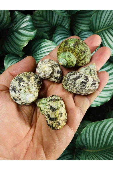 Gerçek Deniz Kabuğu - Viridi Mediocris - Deliksiz - ( 100 gram )