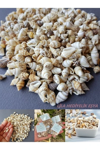 500 Adet Natural Minik Akvaryum Deniz Kabuğu Nassa Shell Karışık Minyatür Deniz Kabuğu