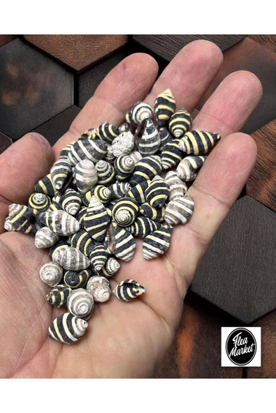 Gerçek Deniz Kabuğu - Prison - 50gr.