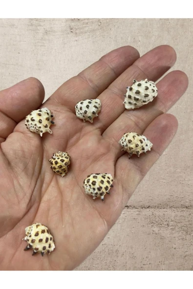 Gerçek Deniz Kabuğu - Maculosus Pulchra - Deliksiz - ( 60gr, Ort. 35 adet)