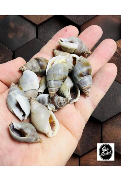 Gerçek Deniz Kabuğu - 80 gr