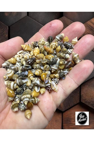 Gerçek Deniz Kabuğu - SpecialNassaShell - ( 200 Adet - Ort. 1cm )