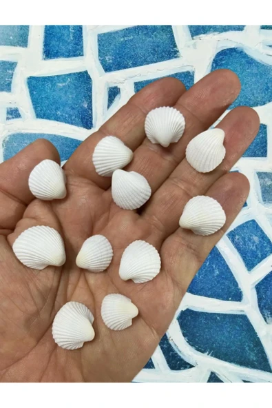 Gerçek Deniz Kabuğu - Small White Swan - Deliksiz - ( 50gr, Ort. 75 adet)