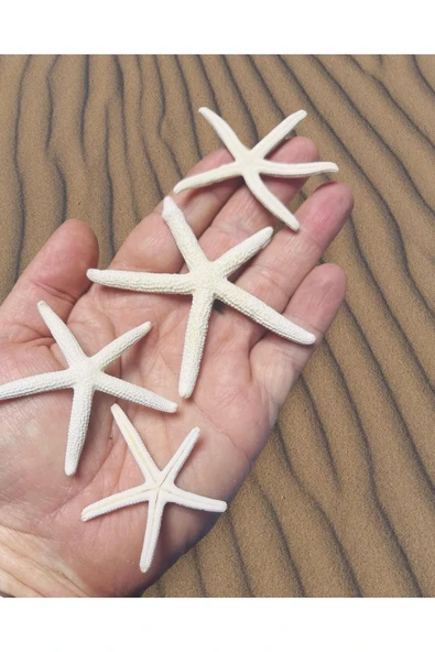 Star Fish - Gerçek Deniz Yıldızı - ( Ort. 70mm 2 Adet )