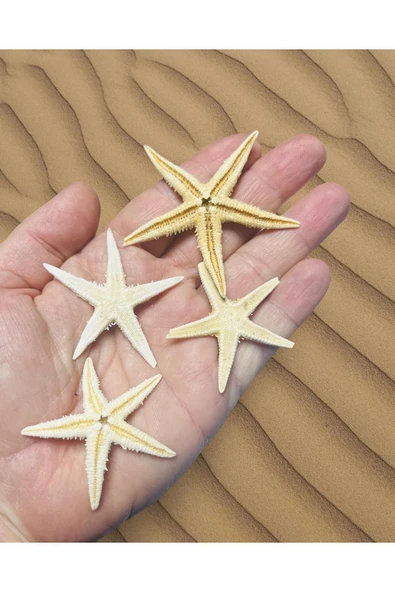 Star Fish - Gerçek Deniz Yıldızı - ( Ort. 50mm 4 Adet )