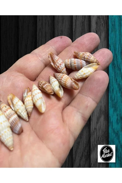 Gerçek Deniz Kabuğu - Small Minarets - 50gr
