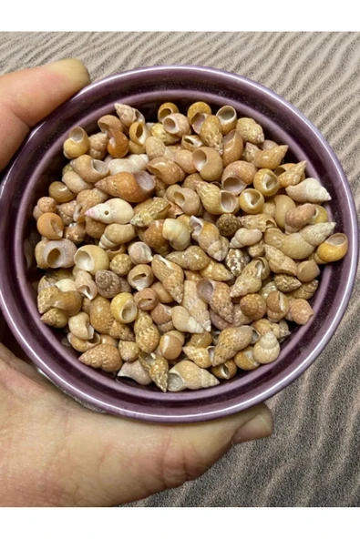 Dekoratif Gerçek Ithal Deniz Kabukları 40 gr . / Kına / Hediye / Dekorasyon