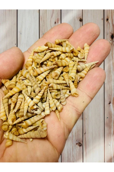 Dekoratif Gerçek Ithal Deniz Kabukları / Kına / Hediye / Dekorasyon / 30 gram