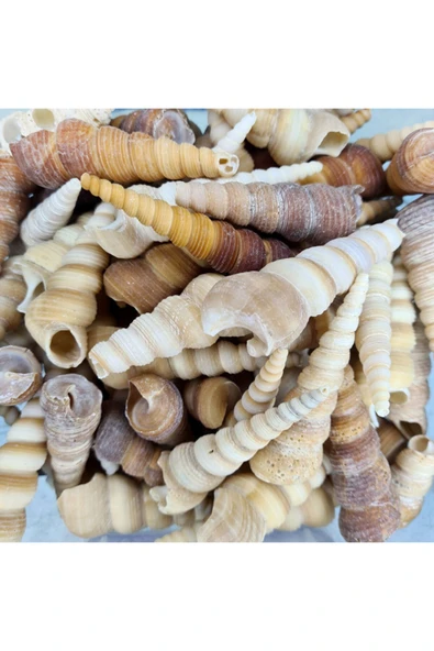 Gerçek Deniz Kabuğu 250 Gr Paket Turıtella