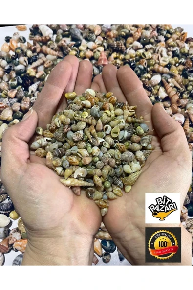 250 Adet Natural Minik Deniz Kabukları - Epoksi Nassa Shell - Deliksiz - ( Boyut ; 0,30 - 1,5 Cm )