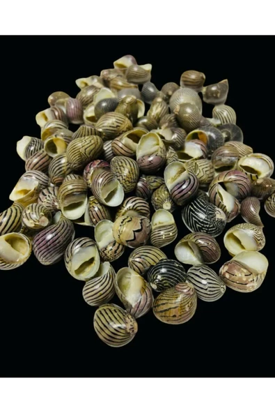 Dekoratif Gerçek Ithal Deniz Kabukları 50gr / Kına / Hediye / Dekorasyon