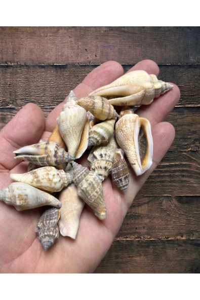 Dekoratif Gerçek Ithal Deniz Kabukları 60 gr / Kına / Hediye / Dekorasyon
