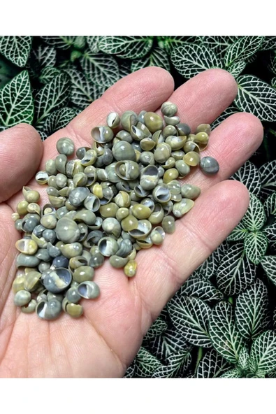 Dekoratif Gerçek Ithal Deniz Kabukları / Kına / Hediye / Dekorasyon / 50gr