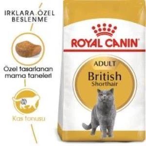 Royal Canin British Shorthair Yetişkin Kedi Maması 4 kg + 2 Adet Yaş Mama Hediye - Resim 2