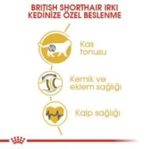 Royal Canin British Shorthair Yetişkin Kedi Maması 2 kg + 2 Adet Yaş Mama Hediye - 5