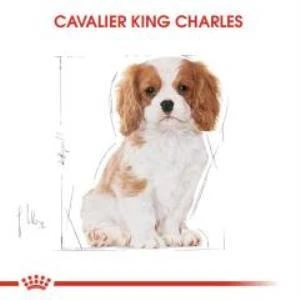 Royal Canin Cavalier King Charles Yavru köpek Maması 1,5 kg + 2 Adet Yaş Mama Hediye - 4