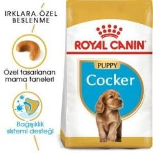Royal Canin Cocker Junior Yavru Köpek Maması 3 kg + 2 Adet Yaş Mama Hediye - 2