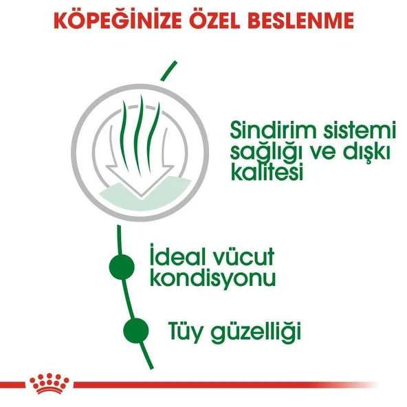 Royal Canin Mini İndoor Adult Köpek Maması 1,5 kg + 2 Adet Yaş Mama Hediye - Resim 4