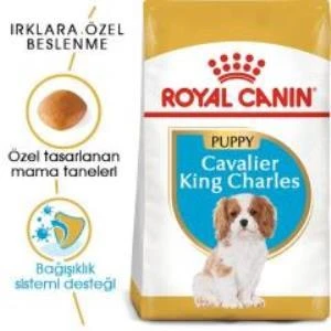 Royal Canin Cavalier King Charles Yavru köpek Maması 1,5 kg + 2 Adet Yaş Mama Hediye - 2