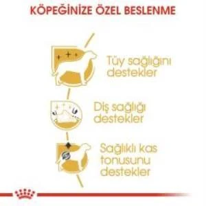 Royal Canin Poodle Adult Köpek Maması 3 Kg + 2 Adet Yaş Mama Hediye - 4
