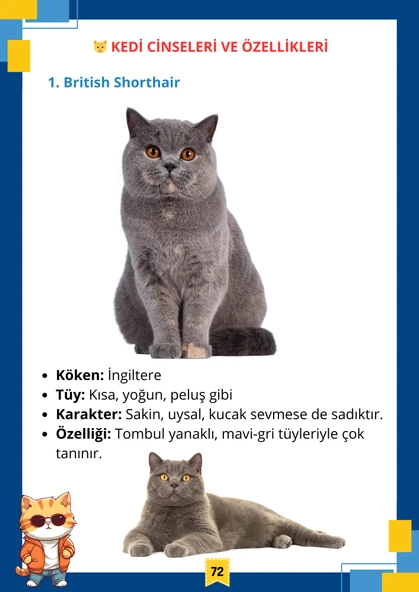 Kedi Sahibi Eğitim Kitabı (Renkli-Resimli) - Resim 6