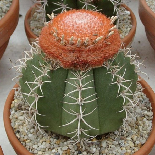 Melocactus Matanzanus Geniş Şapkalı Kafalı Kaktüs Tohumu (5 tohum)