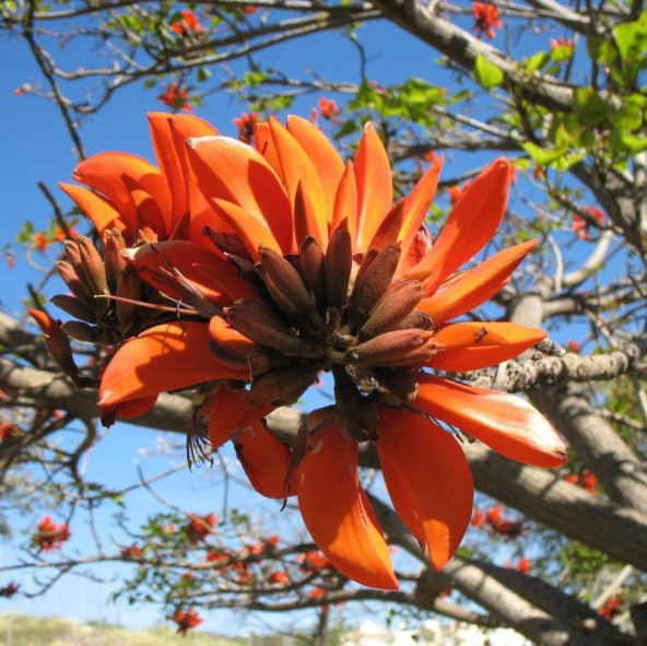 Erythrina Caffra Mercan Ağacı Tohumu (3 tohum) ürün görseli