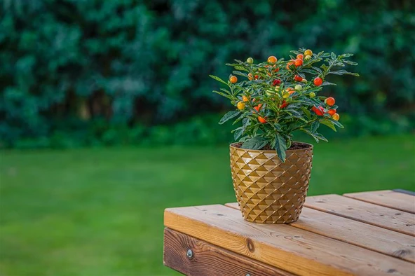 Omnipazar SO-KAP1 Kapadokya Dekoratif Plastik Saksı 0.5 Litre No 1 - 7