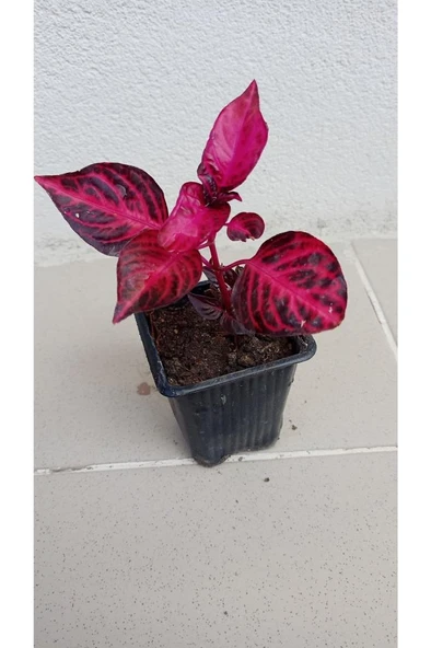 Yaprak Güzeli Yaprağı Güzel Kolyos Çiçeği Özel Renk 10-20 Cm