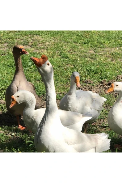 HATKOLAR ÇİFTLİĞİ Kaz Yumurtası 10 Adet Kuluçkalık Yemelik Kaz ürün görseli 1