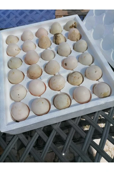 Şengül 30 Adet Kuluçkalık Organik Ördek Yumurtası (ÖZEL KÖPÜK VİYOL ILE GÖNDERİM) - 3