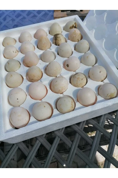 Şengül 30 Adet Kuluçkalık Organik Ördek Yumurtası (ÖZEL KÖPÜK VİYOL ILE GÖNDERİM) - 5