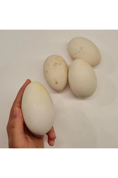 HATKOLAR ÇİFTLİĞİ Kaz Yumurtası 10 Adet Kuluçkalık Yemelik Kaz - Resim 2