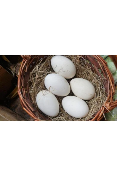 KARAKOYUN Kaz Yumurtası 10 Adet Yemelik Kuluçkalık ürün görseli 1