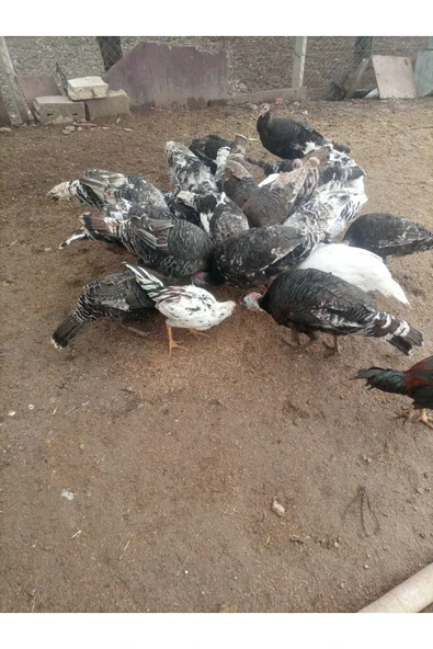 Nehir Kuluçkalık Hindi Yumurtası 10 Lu Adet Özel Viyol Ile Gönderim - 2