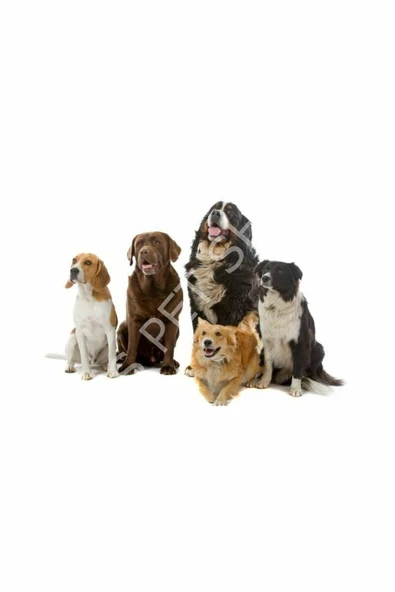 Proplan Medıum Adult Dog Yetişkin Kuzu Etli Köpek Maması 14 Kg - 4