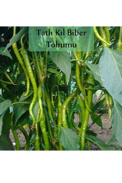 6 Paket Tohum No1 Cherry Çeri Domates Tohumu Salatalık Tohumu Biber Tohumları Sebze Tohumları - 5