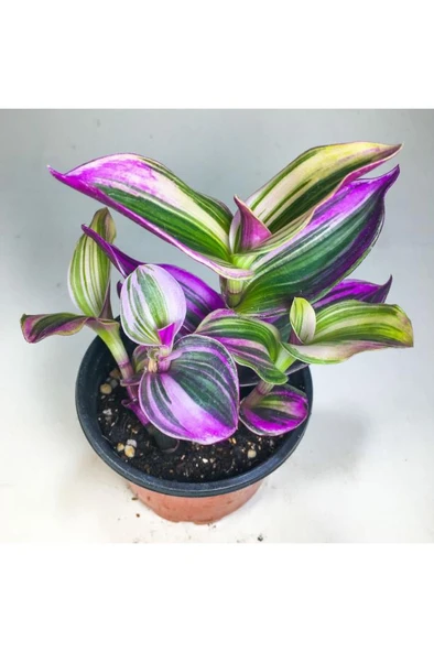 Pembe Telgraf Çiçeği Fidanı (8.5 Cm Saksıda) Tradescantia Nanouk 10-20 cm