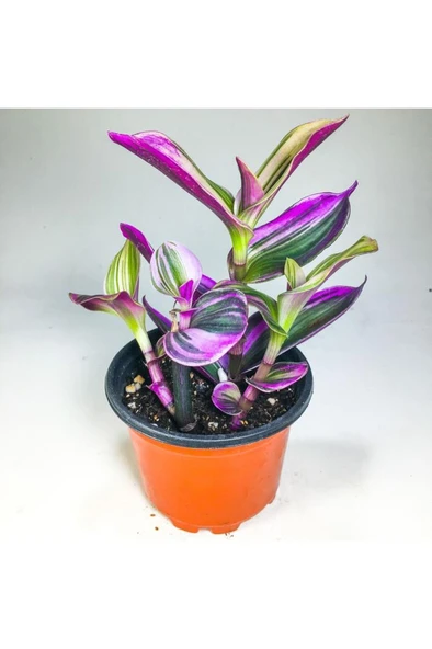 Pembe Telgraf Çiçeği Fidanı (8.5 Cm Saksıda) Tradescantia Nanouk 10-20 cm - Resim 2