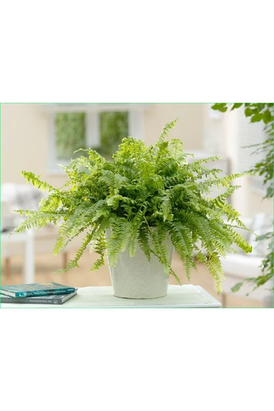 Seramik Saksıda Aşk Merdiveni ürün görseli