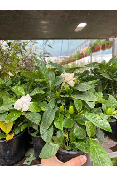 Gardenya çiçeği saksıda - Resim 4