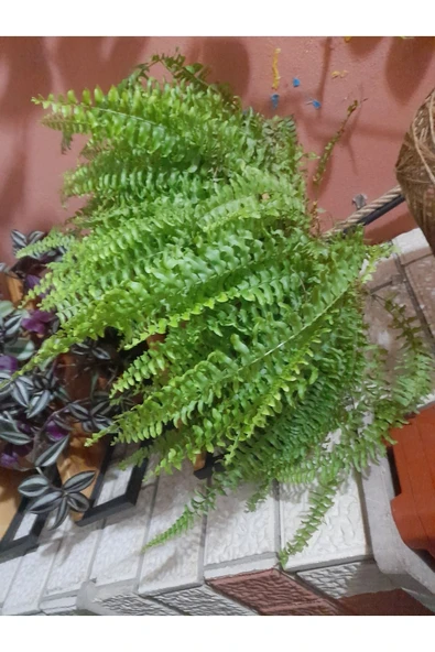 Isparta Gülü Aşk Merdiveni Çiçeği Fidanı 10-30 Cm ürün görseli