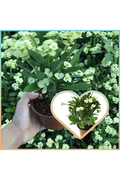 Beyaz dikenler tacı 8.5 saksıda Özel Toprakla - Resim 2